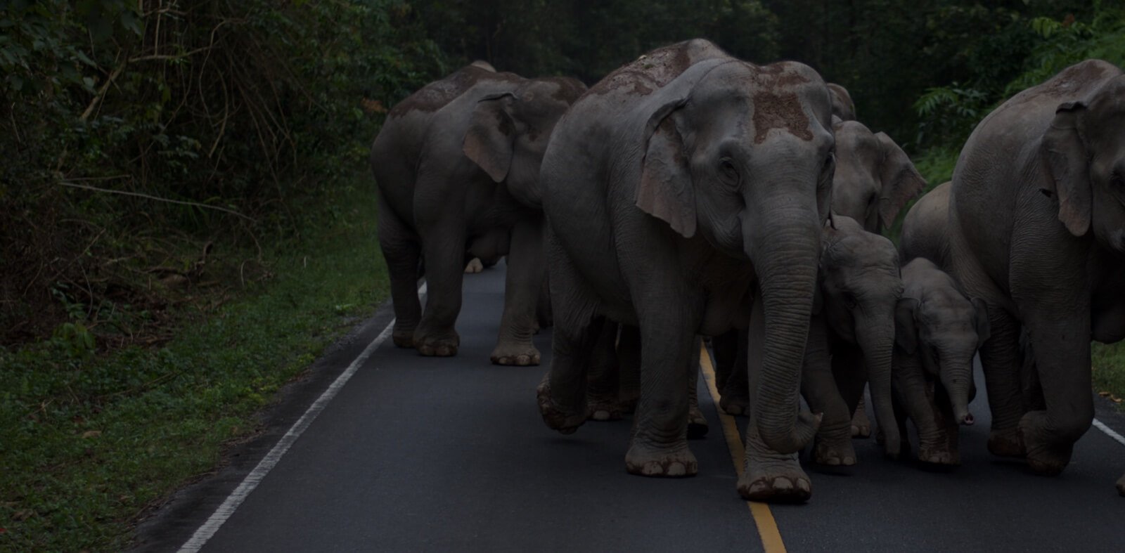 Zoomer sur l'image : Parc national de Khao Yai